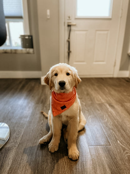 Small Dog Bandanas