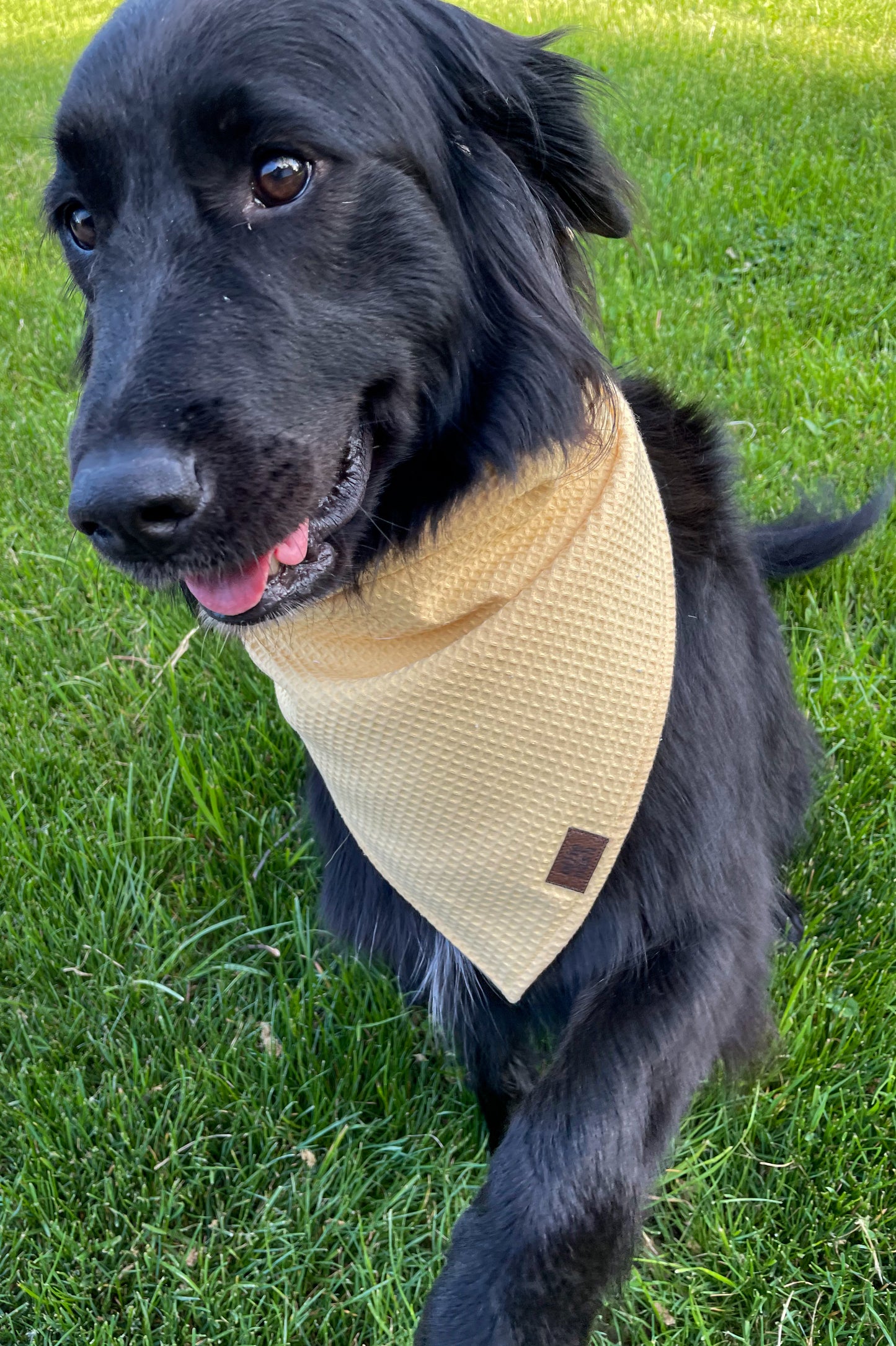 Large Dog Bandanas