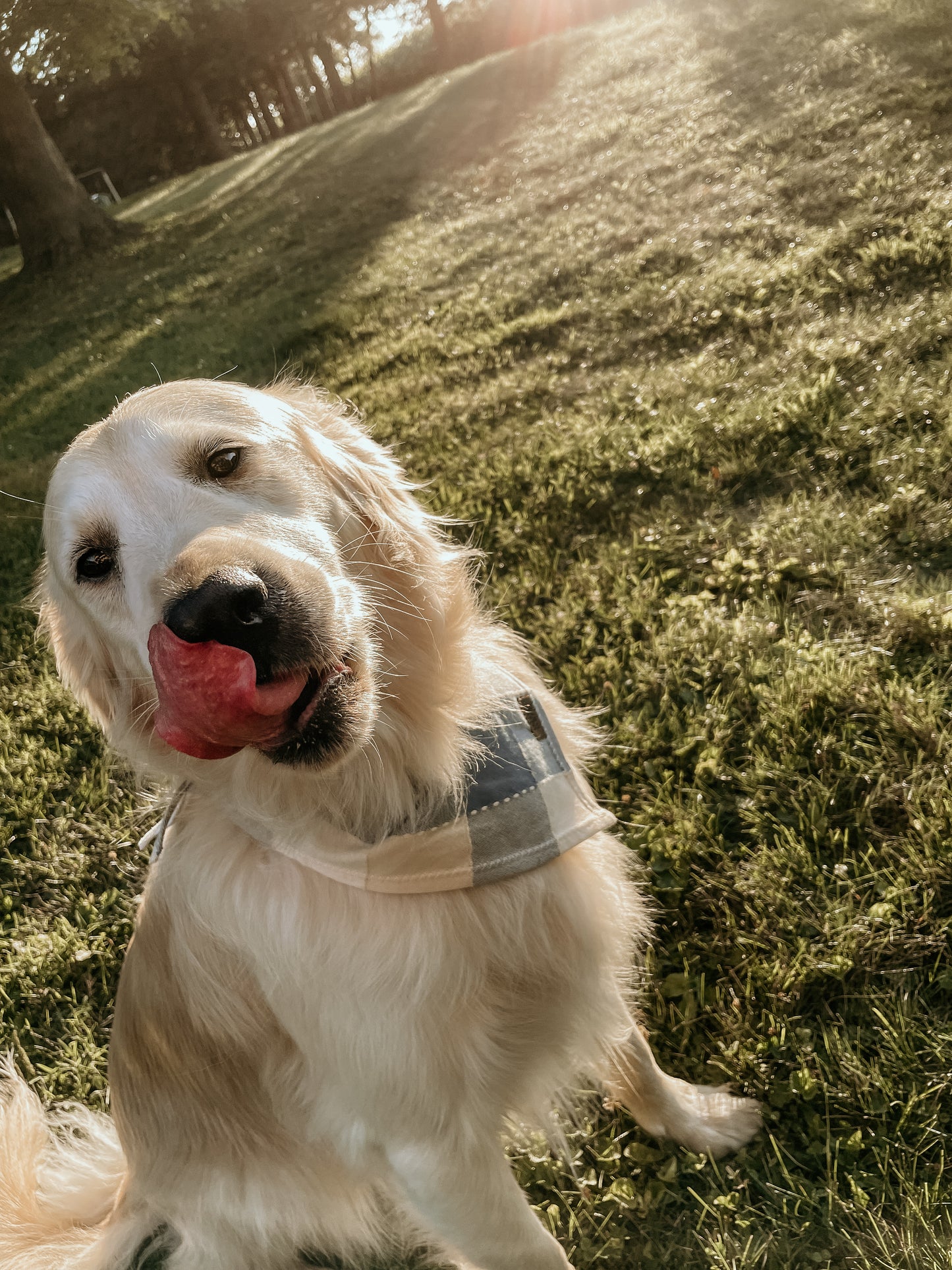 Large Dog Bandanas