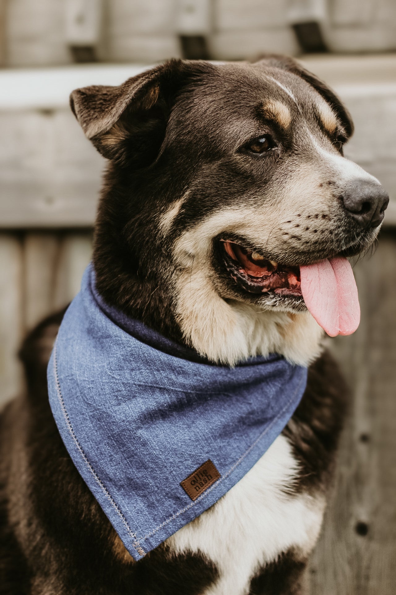 Large Dog Bandanas